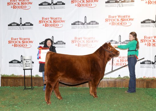 Divsion Champion Heifer at the 2026 Fort Worth Stock Show and Rodeo