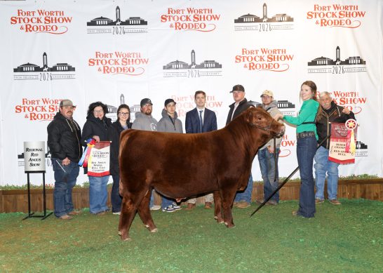 Reserve Grand Champion Bull at the 2026 Fort Worth Stock Show and Rodeo
