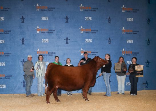 Reserve Champion Red Angus at the 2026 Houston Livestock Show and Rodeo.