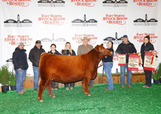 Reserve Champion Red Angus at the 2026 Fort Worth Stock Show and Rodeo Junior Heifer Show