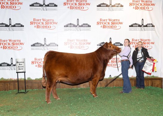 Reserve Division Heifer at the 2026 Fort Worth Stock Show and Rodeo