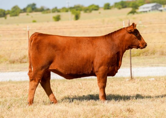 Tag 1 - 7K Red Angus