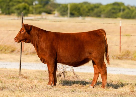 Tag 10 - 7K Red Angus