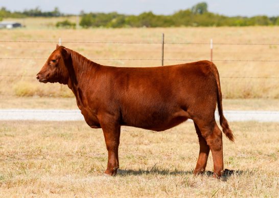Tag 11 - 7K Red Angus