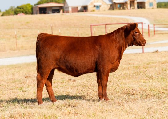 Tag 13 - 7K Red Angus