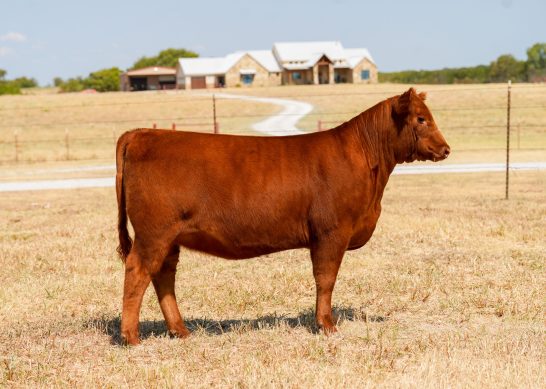 Tag 2 - 7K Red Angus
