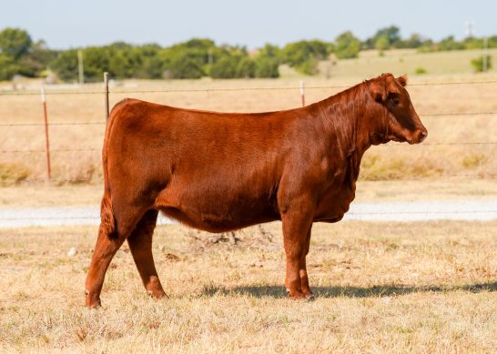 Tag 3 - 7K Red Angus