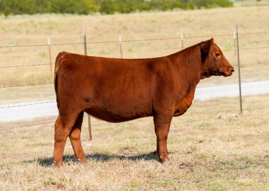 Tag 5 - 7K Red Angus