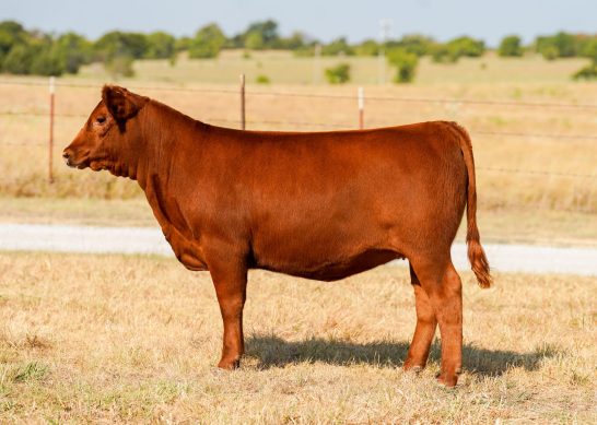 Tag 6 - 7K Red Angus