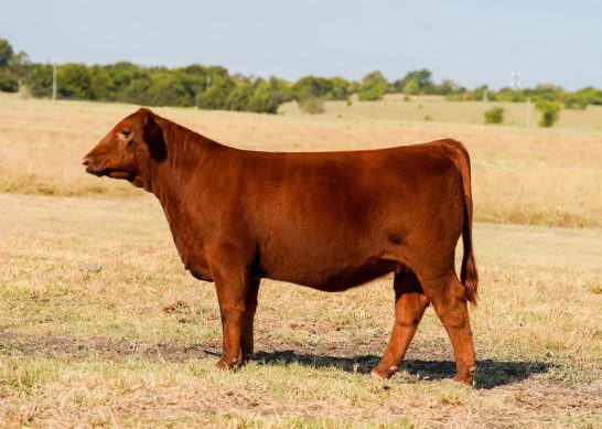Tag 7 - 7K Red Angus