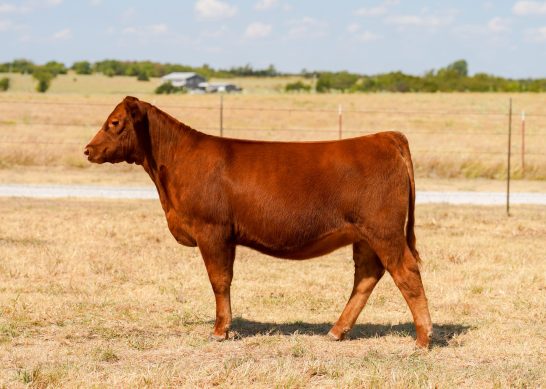 Tag 8 - 7K Red Angus