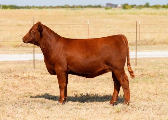Tag 9 - 7K Red Angus